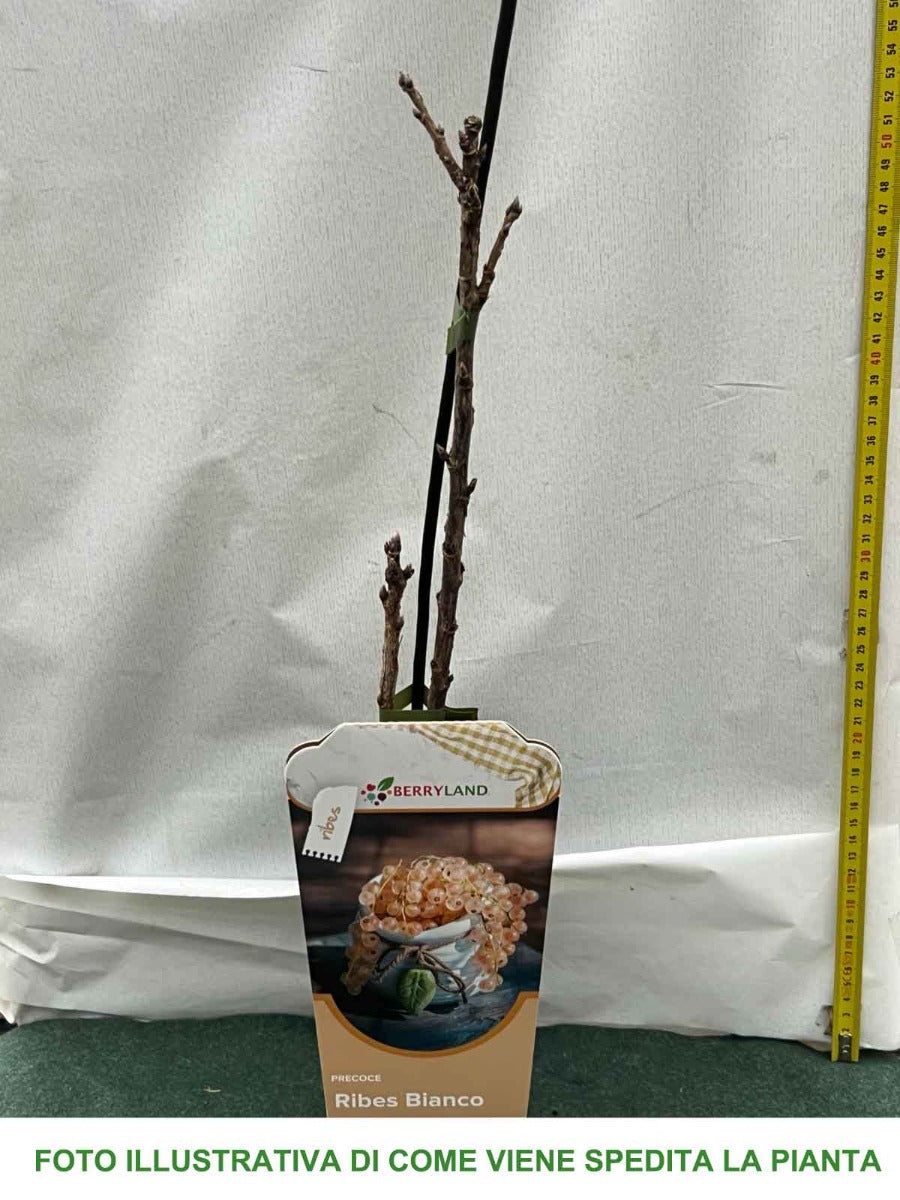 RIBES BIANCO ZITAVIA (1 PIANTA)