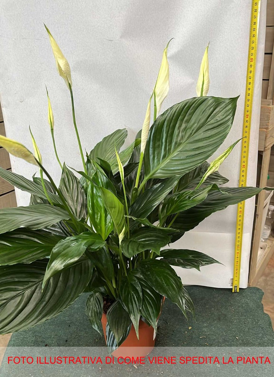 SPATHIPHYLLUM PICO CUPIDO VASO 13CM