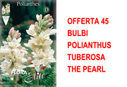 OFFERTA 45 BULBI POLIANTHUS TUBEROSA THE PEARL