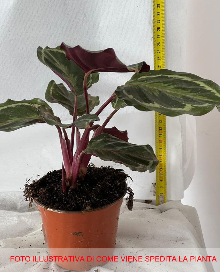 MARANTHA MEDAILLON IN VASO 12CM