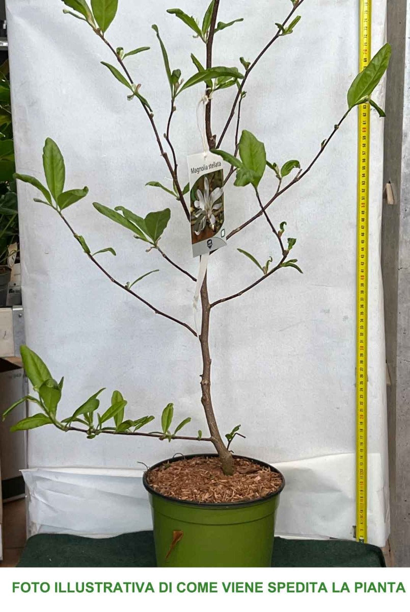 MAGNOLIA STELLATA BIANCA VASO 18CM