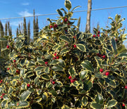 ILEX AGRIFOGLIO AQUIFOLIUM VARIEGATO VASO 24CM