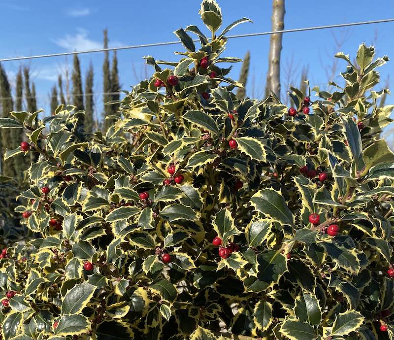 ILEX AGRIFOGLIO AQUIFOLIUM VARIEGATO VASO 24CM