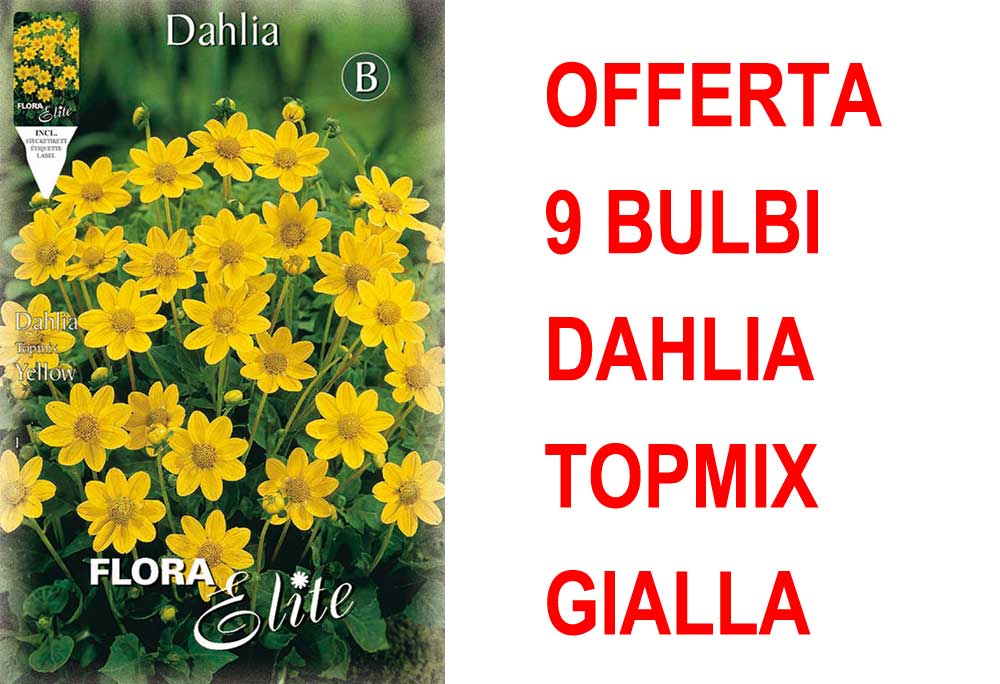 OFFERTA 9 BULBI DAHLIA TOPMIX GIALLA