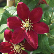 CLEMATIDE NIOBE VASO 16CM