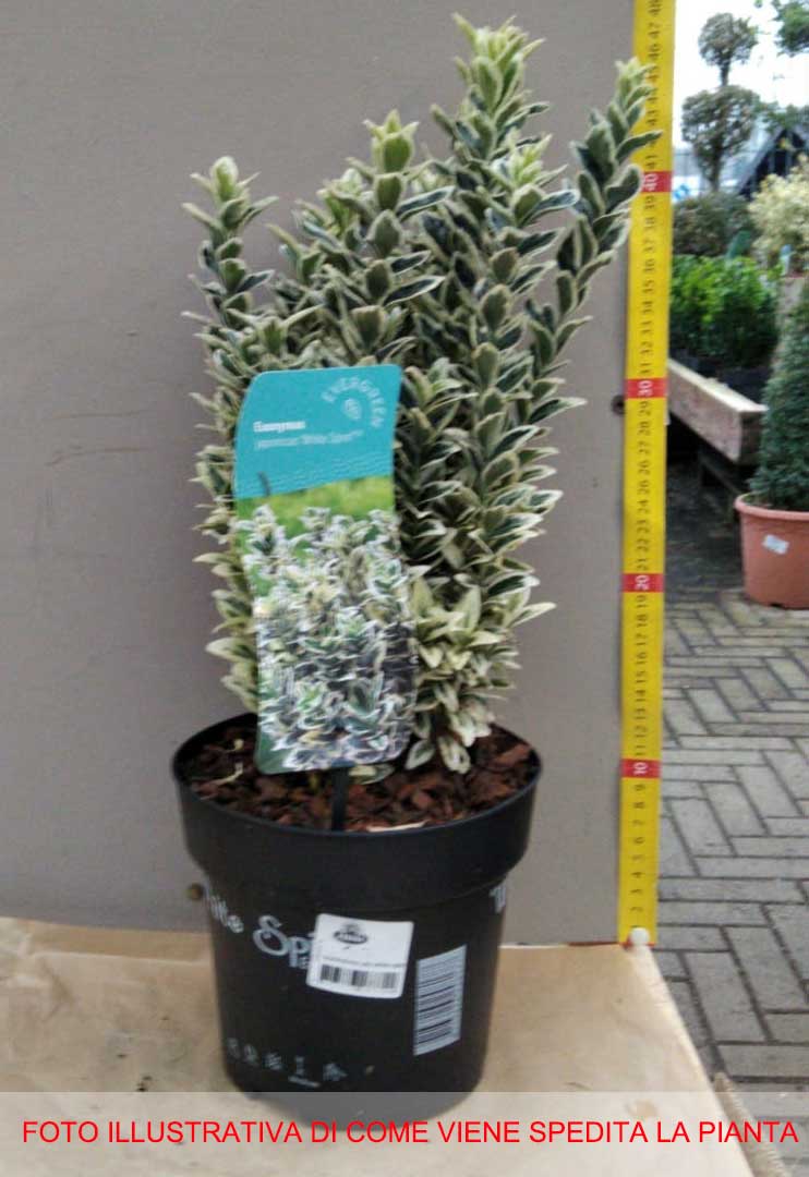EUONYMUS WHITE SPIRE VASO 17CM