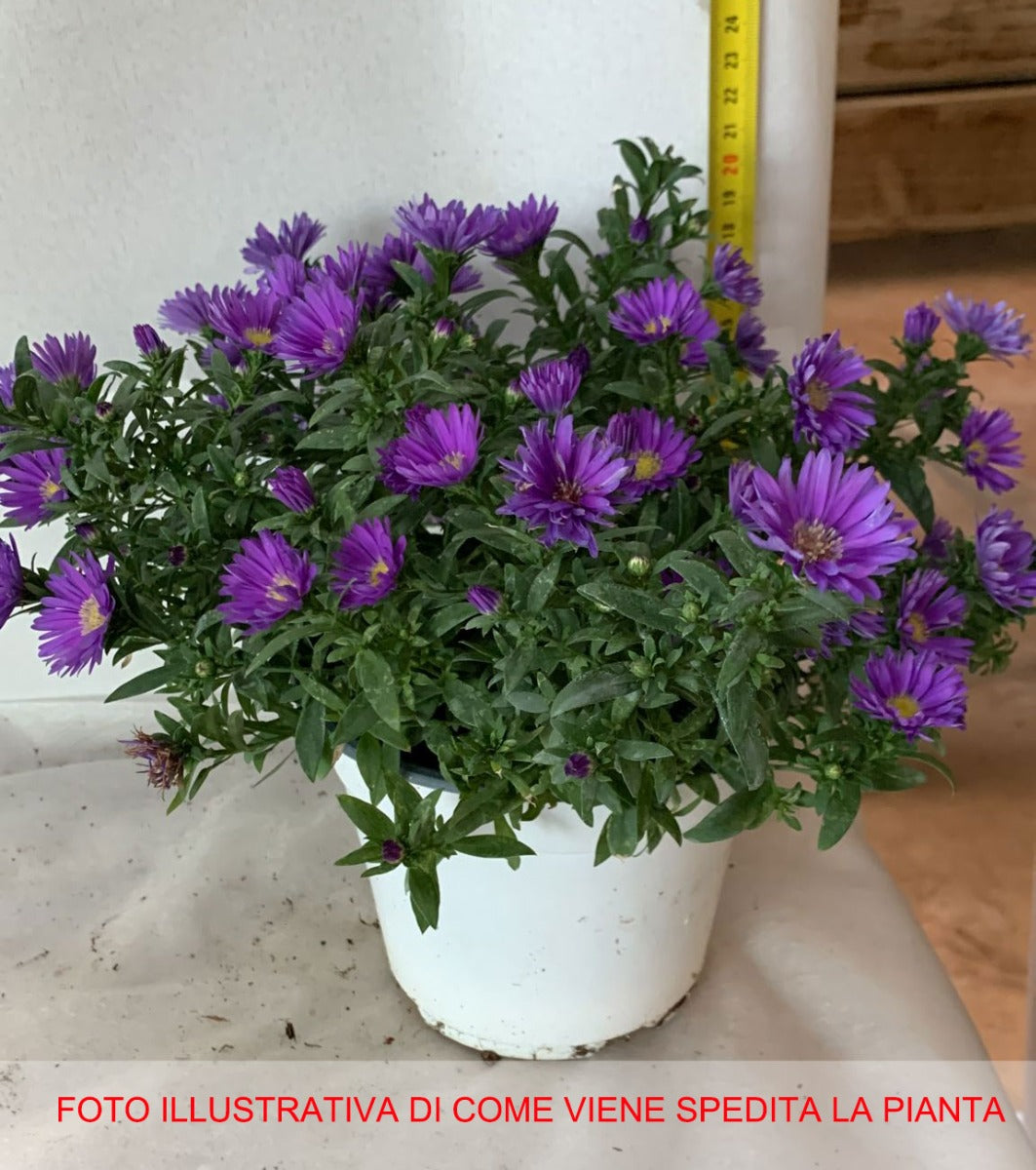 ASTER SETTEMBRINO NOVI BELGII VIOLA VASO 14CM