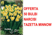 OFFERTA 50 BULBI NARCISO TAZETTA MINNOW