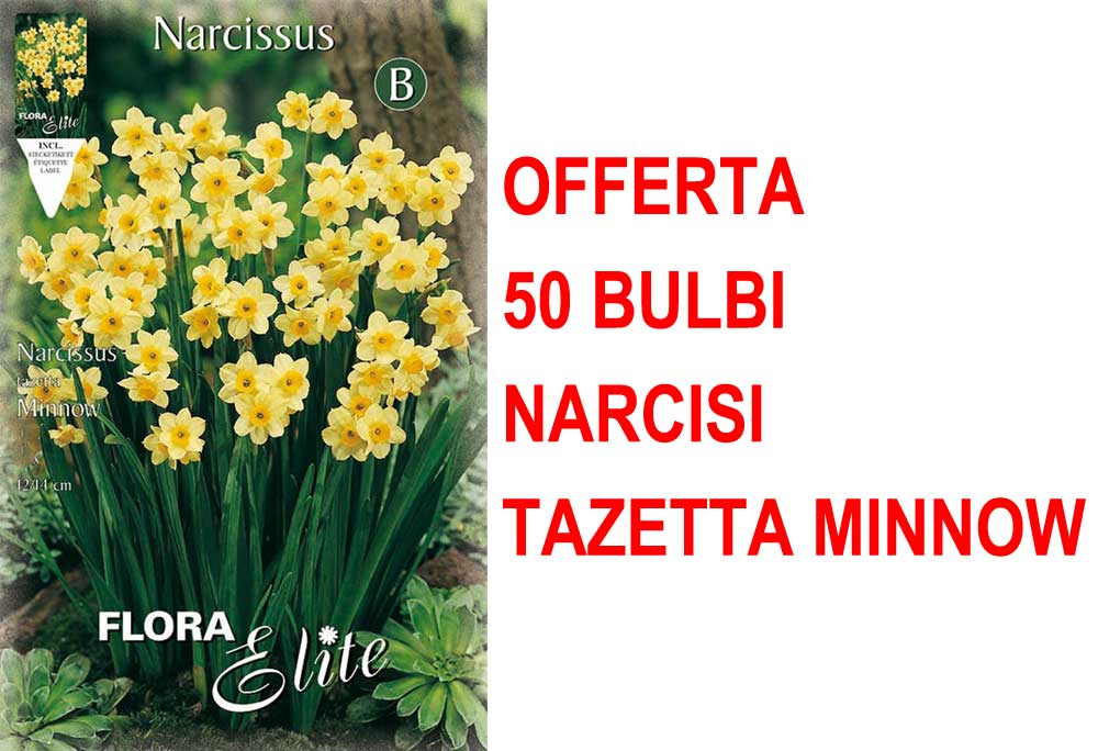 OFFERTA 50 BULBI NARCISO TAZETTA MINNOW