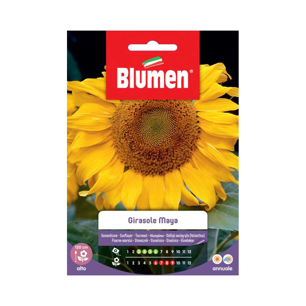 SEMI GIRASOLE MAYA BLUMEN