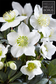 HELLEBORUS CHRISTMAS CAROL XL ROSA DI NATALE VASO 12CM