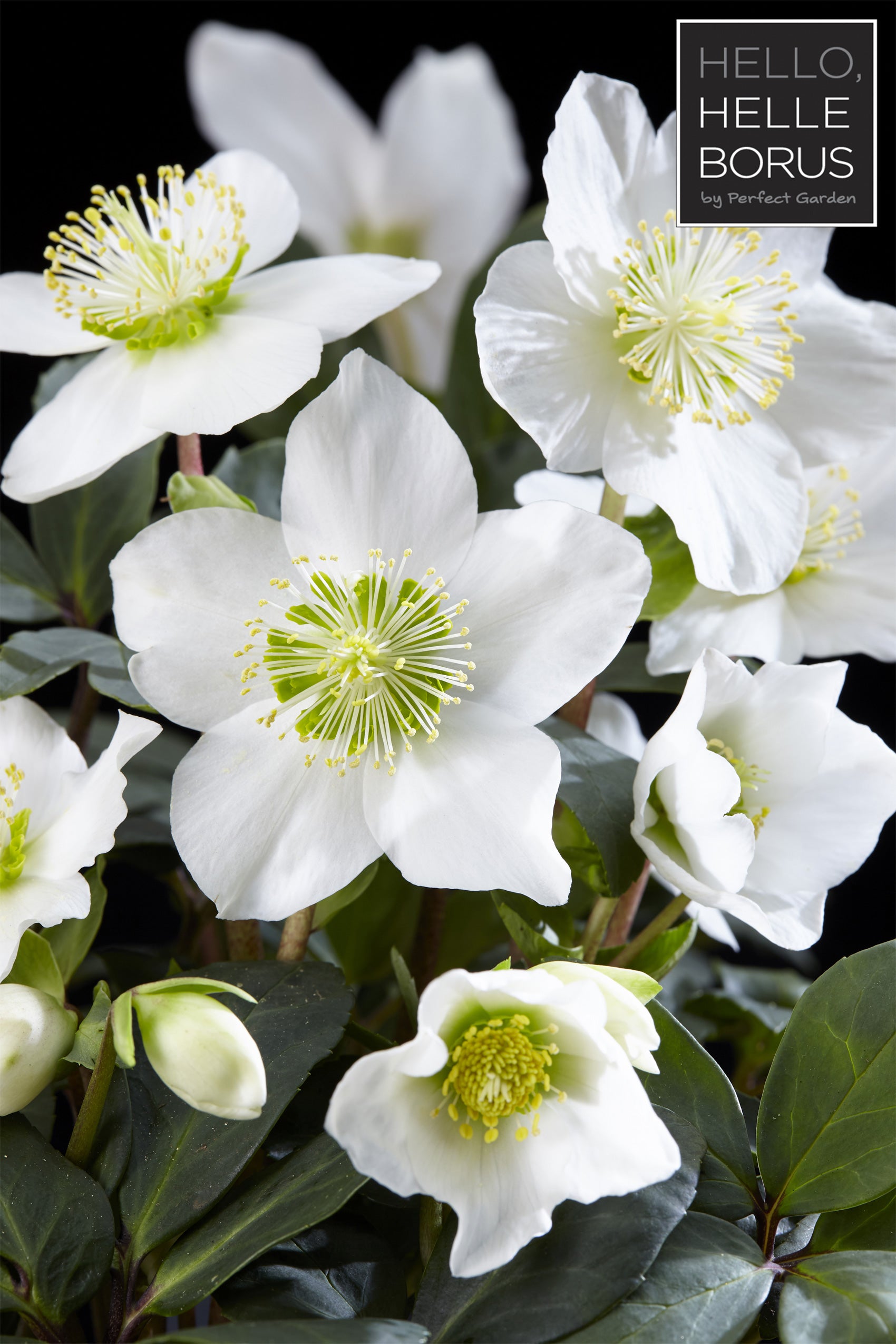 HELLEBORUS CHRISTMAS CAROL ROSA DI NATALE VASO 12CM