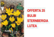OFFERTA 35 BULBI STERNBERGIA LUTEA