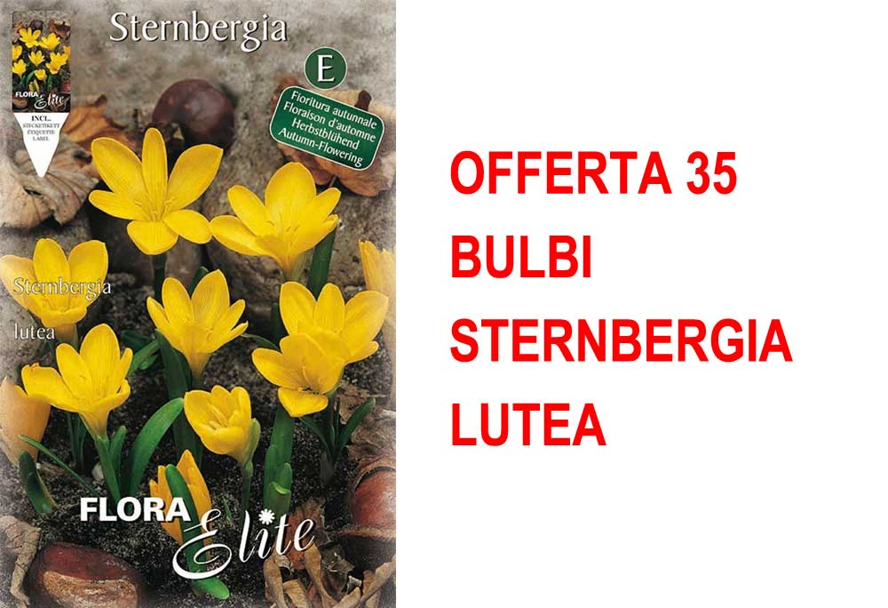 OFFERTA 35 BULBI STERNBERGIA LUTEA