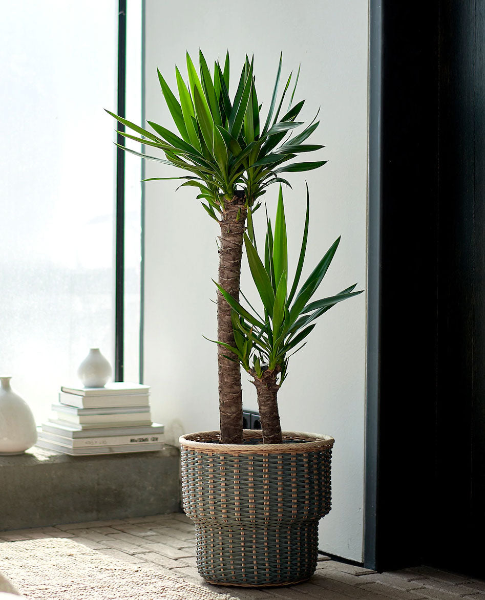 YUCCA VASO 12CM
