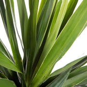 YUCCA DUE TESTE 45/20 IN VASO 14CM