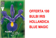 OFFERTA 100 BULBI IRIS HOLLANDICA BLUE MAGIC