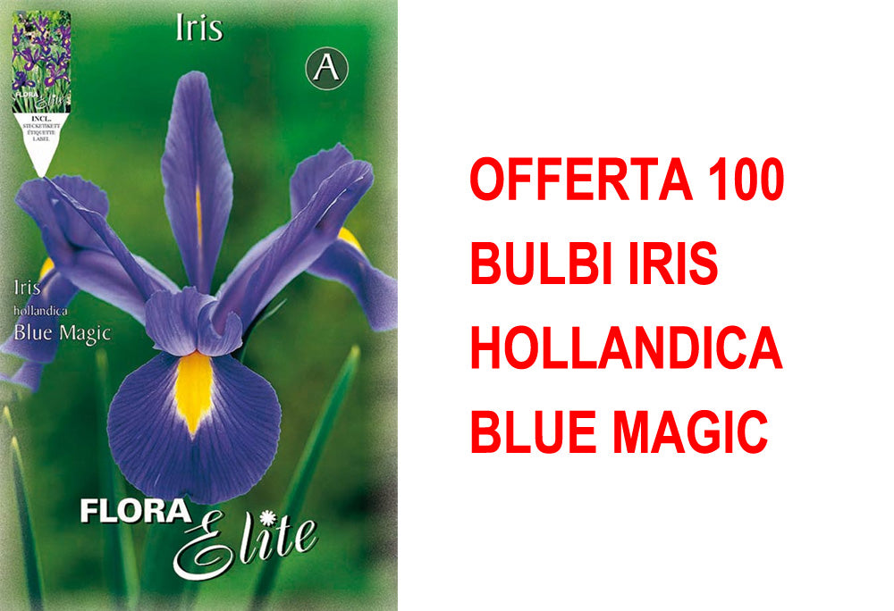 OFFERTA 100 BULBI IRIS HOLLANDICA BLUE MAGIC