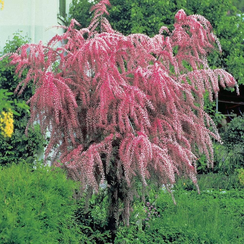 TAMARIX TETRANDRA VASO 17CM