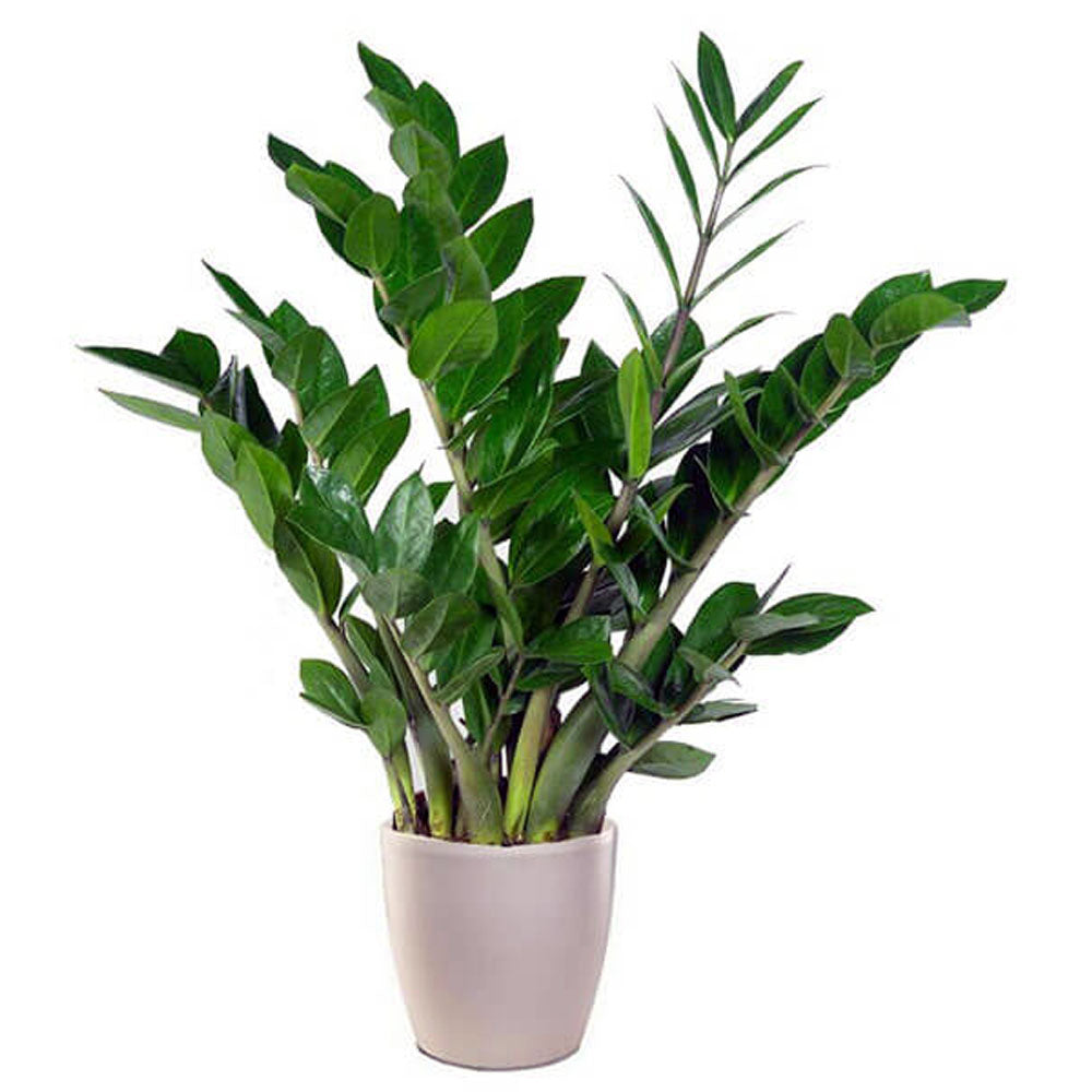 ZAMIOCULCAS IN VASO 21CM