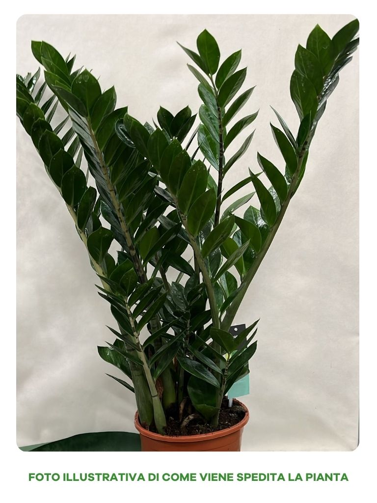 ZAMIOCULCAS IN VASO 21CM