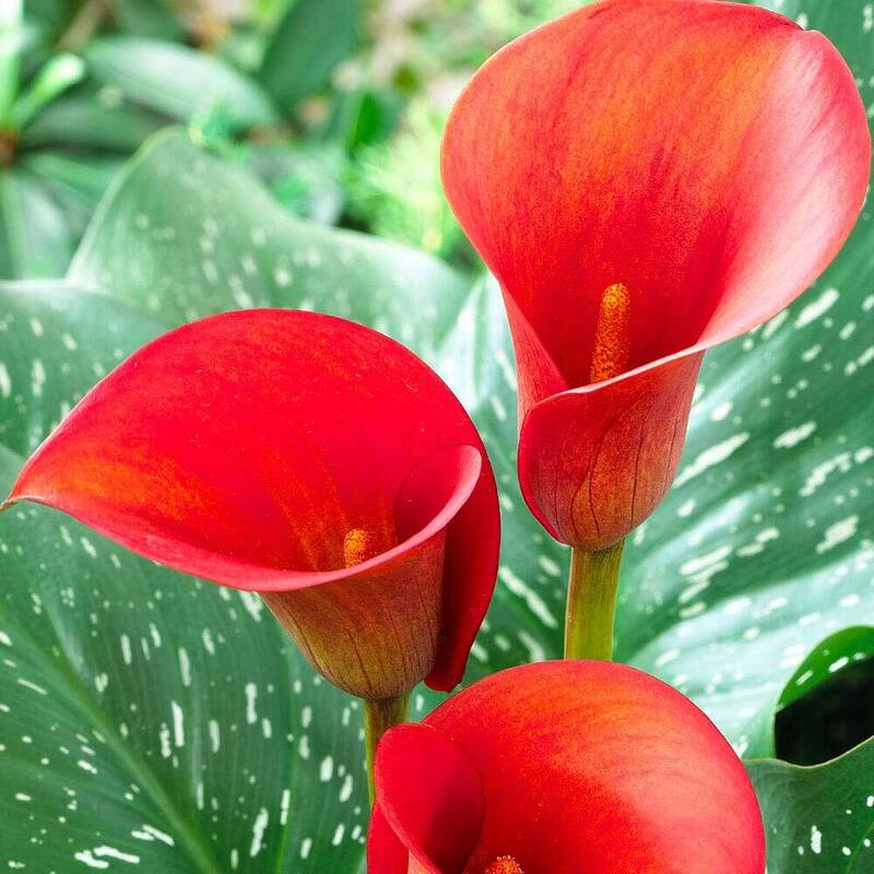 CALLA ZANTEDESCHIA COLORE ASSORTITO VASO 14CM