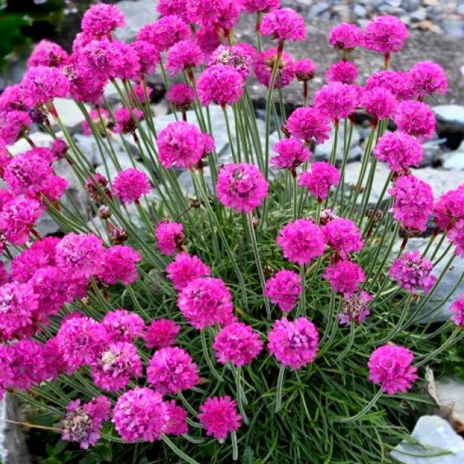 ARMERIA MARITIMA ABBEY DEEP VASO 9CM