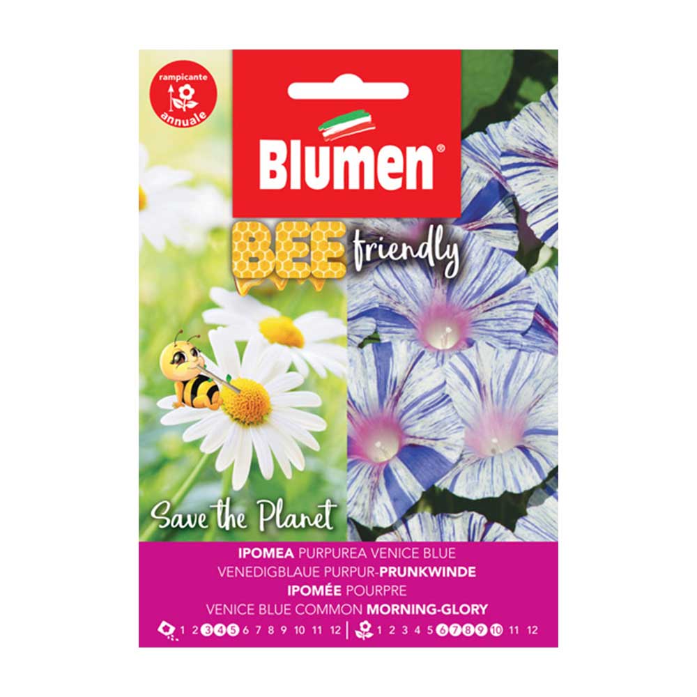 IPOMEA PURPUREA BLUE BEE FRIENDLY BLUMEN